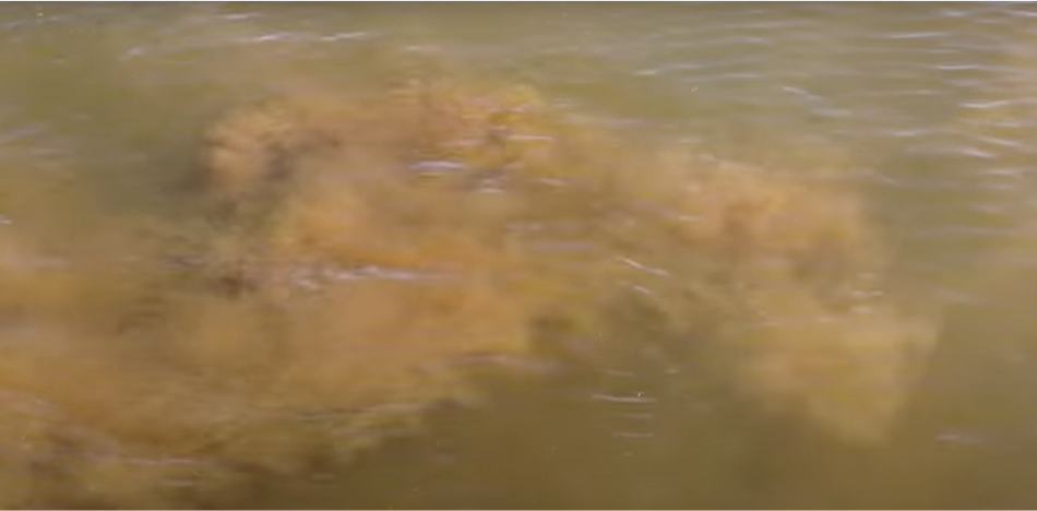 Sediments on a lake floor stirred up by wading-in of a sample collector.